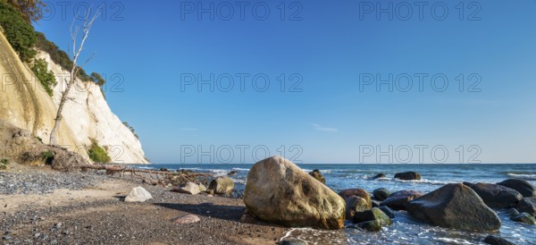 Beach with boulders and uprooted trees at the chalk cliffs of Møns Klint on the Baltic Sea, Møn Island, Denmark, Europe