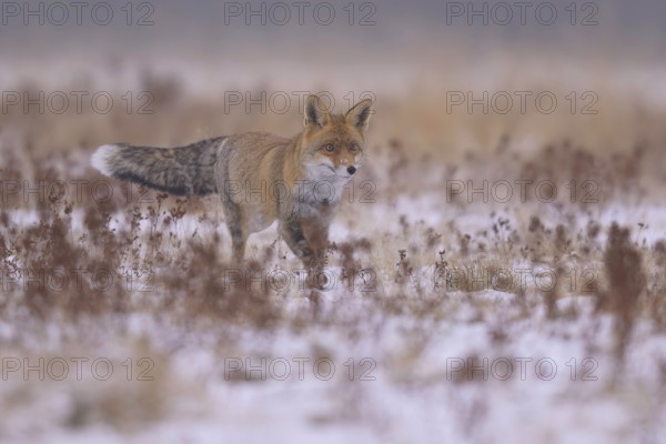 Red fox (Vulpes vulpes), foraging in a meadow covered with snow, biosphere reserve, Swabian Alb, Baden-Württemberg, Germany, Europe