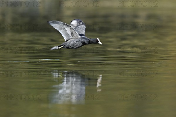 Eurasian Coot (Fulica atra), adult bird flying over the water, Flachsee, Canton Aargau, Switzerland, Europe