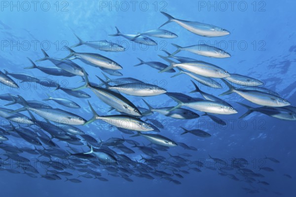 School of rainbow mackerel (Elagatis bipinnulata) swimming in the open sea, Great Barrier Reef, Unesco World Heritage Site, Coral Sea, Coral Sea, Pacific Ocean, Cairns, Queensland, Australia, Oceania