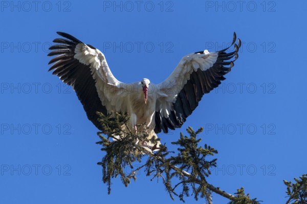 A stork lands majestically on a tree under a blue sky, white stork (Ciconia ciconia), wildlife, Germany, Europe