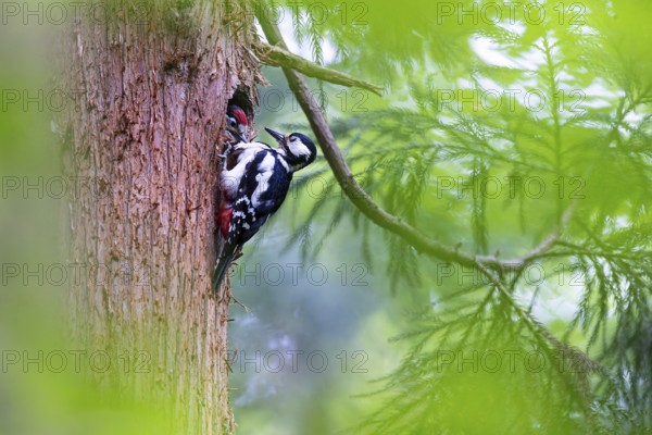 Great spotted woodpecker (Dendrocopos major), almost fledged juvenile bird beggingly plucking at the breast feathers of the female adult bird, Bad Homburg, Hesse, Germany, Europe