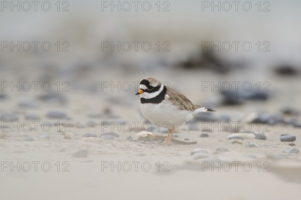 Common ringed plover (Charadrius hiaticula) on the beach, Düne, Helgoland, Schleswig-Holstein, Germany, Europe