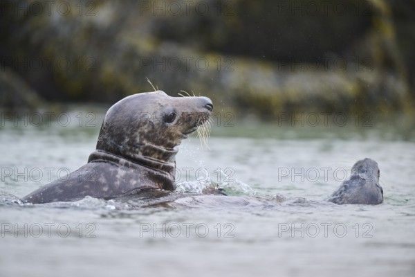 Grey seal (Halichoerus grypus) playing with each other in the water, sea, Düne, Helgoland, Schleswig-Holstein, Germany, Europe