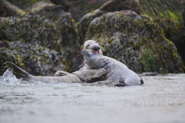 Grey seal (Halichoerus grypus) playing with each other in the water, sea, Düne, Helgoland, Schleswig-Holstein, Germany, Europe