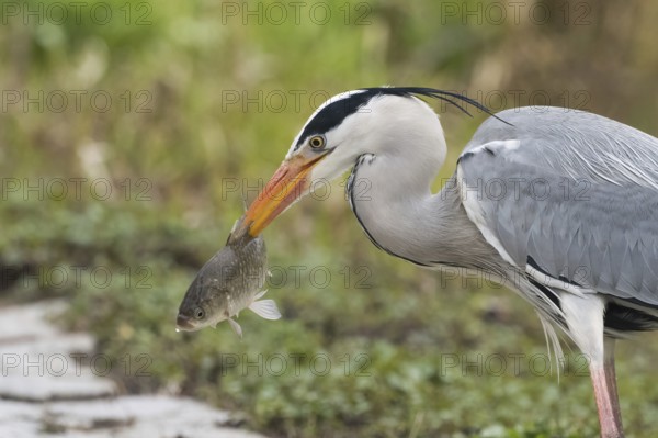 Grey heron (Ardea cinerea) holding a fish in its beak against a green background with intensive observation, Hesse, Germany, Europe