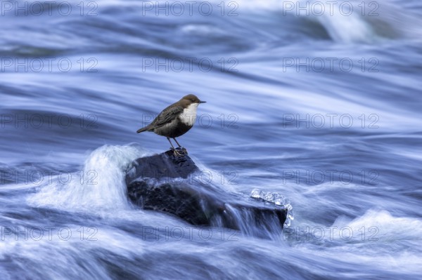 Northern white-throated dipper (Cinclus cinclus cinclus) foraging along frozen stream in winter, Scandinavia