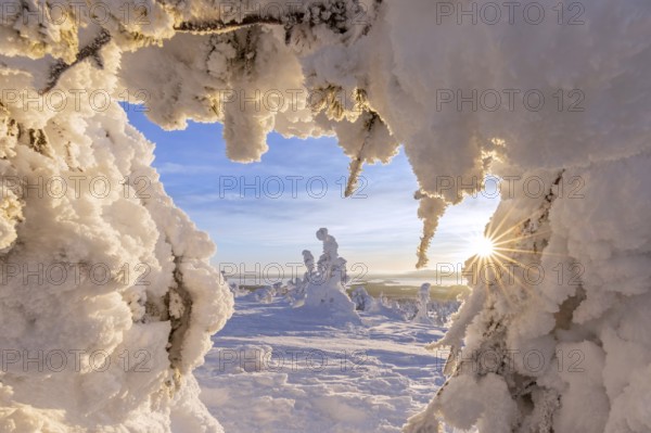 Tykky forest, snow covered spruce trees on the taiga at sunrise in winter, Riisitunturi National Park, Finnish Lapland, Posio, Koillismaa, Finland, Europe