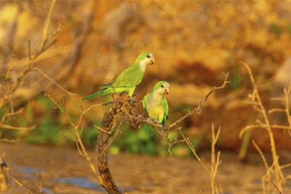 Monk parakeet (Myiopsitta monachus) Pantanal Brazil