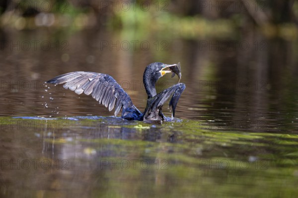 Humboldt Cormorant (Phalacrocorax brasilianus) Pantanal Brazil