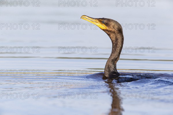 Humboldt Cormorant (Phalacrocorax brasilianus) Pantanal Brazil