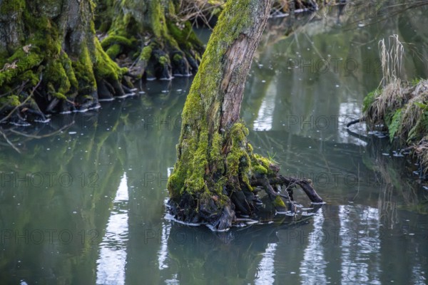 Winterladscape of a swamp with water and trees, Lengenbach, Deining, Upper Palatinate, Bavaria, Germany, Europe