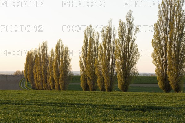 An avenue of poplars (populus) characterising the landscape in the evening light, Lommatzscher Pflege near Staucha, Saxony, Germany, Europe