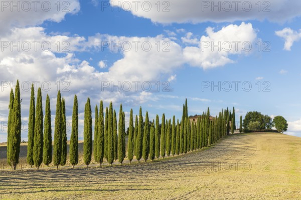 Poggio Covili estate with cypress avenue (Cupressus) on a hill, Castiglione d'Orcia, Val d'Orcia, Province of Siena, Tuscany, Italy, Europe