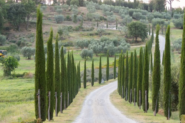 Road leading to the Palazzo massaini at sunset, Unesco world heritage site Val d´Orcia, Italy, Europe