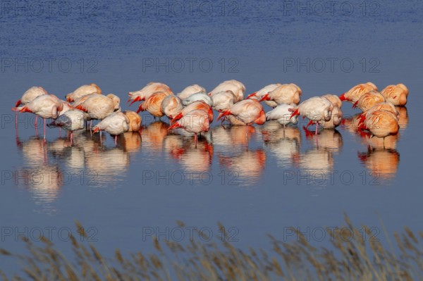 Greater flamingo flock (Phoenicopterus roseus) and Chilean flamingos (Phoenicopterus chilensis) resting in lake in winter, Zeeland, Netherlands