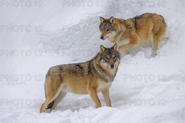 Two Eurasian wolves, European grey wolf (Canis lupus lupus) pair descending snow covered mountain slope in winter