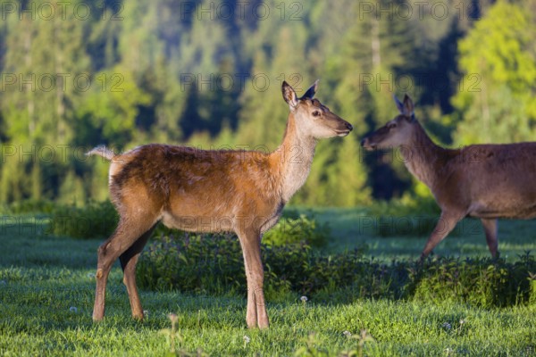 One young female Altai maral, Altai wapiti or Altai elk (Cervus canadensis sibiricus) stands on a meadow in the first light of the day