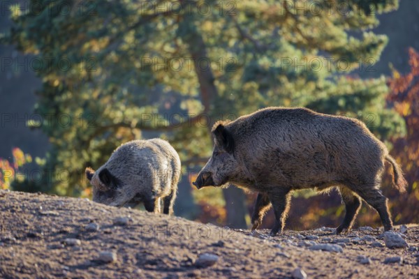 Two wild boar or wild pig (Sus scrofa), run across a clearing in hilly terrain in search of food. In the background you can see a forest in the fall foliage