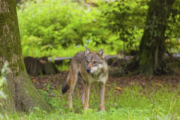 An adult male eurasian gray wolf (Canis lupus lupus) stands at the edge of the forest and watches something
