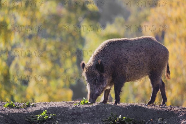 A wild boar or wild pig (Sus scrofa), runs across a clearing in hilly terrain in search of food. In the background you can see a forest in the fall foliage