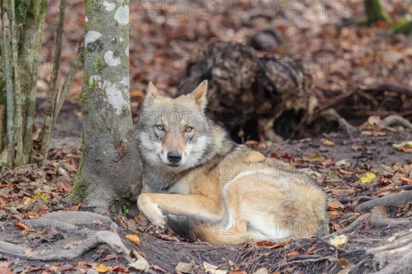 An adult female grey wolf (Canis lupus lupus) rests on the edge the forest