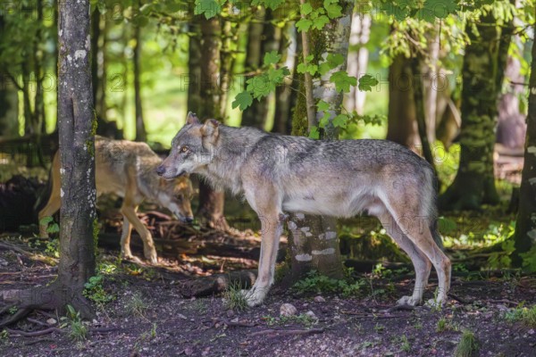 A male grey wolf (Canis lupus lupus) stands in a forest and looks back at his family walking through the forest behind him