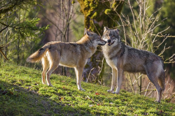 Two Eurasian gray wolves (Canis lupus lupus) meet on a meadow, show social behaviour to make friends