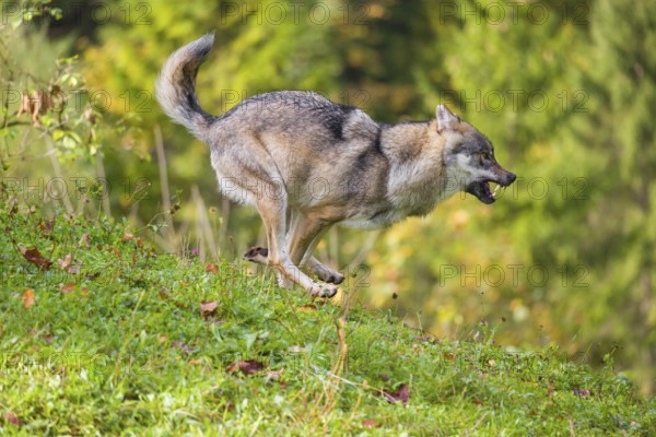 A eurasian gray wolf (Canis lupus lupus) runs across a meadow down a hill. Early morning light