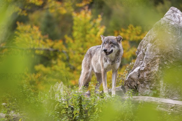 A Eurasian gray wolf (Canis lupus lupus) stands, framed by leaves, on a hill between rocks and rotting tree trunks. Behind it lies a forest in intense autumn colors