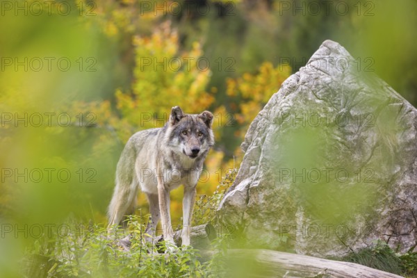 A Eurasian gray wolf (Canis lupus lupus) stands, framed by leaves, on a hill between rocks and rotting tree trunks. Behind it lies a forest in intense autumn colors
