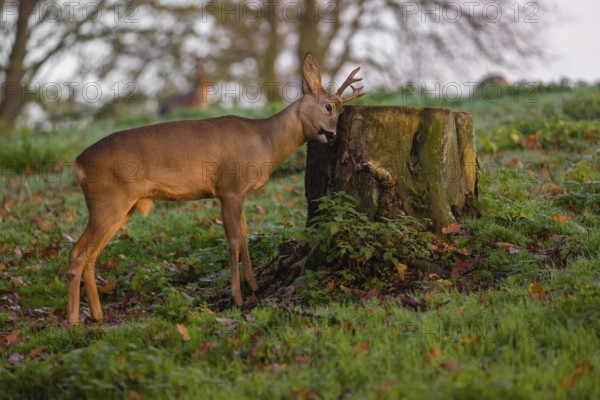 A roebuck (Capreolus capreolus), nibbling moss from a tree stump at sunrise