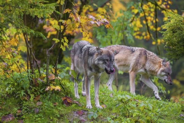 An adult male eurasian gray wolf (Canis lupus lupus) stands on hilly terrain on a green meadow, framed by colorful fall foliage