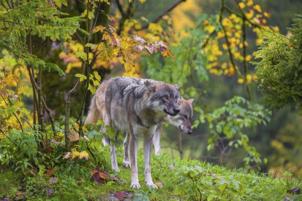 An adult male eurasian gray wolf (Canis lupus lupus) stands on hilly terrain on a green meadow, framed by colorful fall foliage