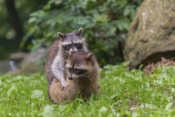 One adult female and one young Raccoon, Procyon lotor, playing on on a meadow in front of a rock. Green vegetation in the background