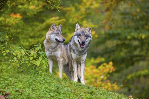 Two eurasian gray wolves (Canis lupus lupus) stand on a hill, observing the area. A forest in fall colours in the background