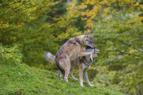 Two eurasian gray wolves (Canis lupus lupus) play on a hill. A forest in fall colours in the background