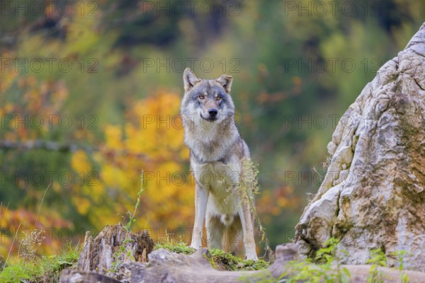 One eurasian gray wolf (Canis lupus lupus) stands on a log in front of a rock between green vegetation, observing the area. Intensive fall colours in the background