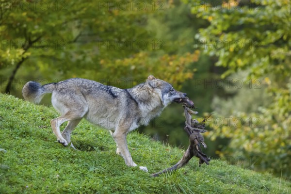 One eurasian gray wolf (Canis lupus lupus) stands on a hill and plays with his food, a leg of his prey