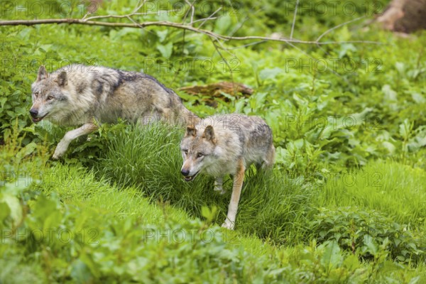 Two eurasian gray wolves (Canis lupus lupus) run over a green meadow in an open forest