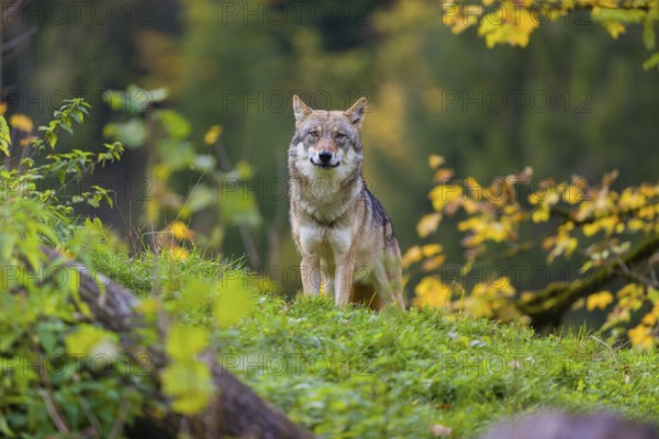 One eurasian gray wolf (Canis lupus lupus) stands on a hill, observing the area. A forest in fall colours in the background