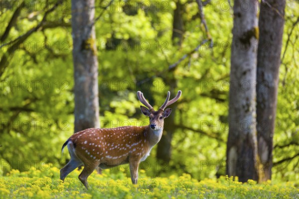 One male Manchurian sika deer or Dybowski's sika deer (Cervus nippon mantchuricus or Cervus nippon dybowskii) stands on a meadow on hilly ground. A forest in the background