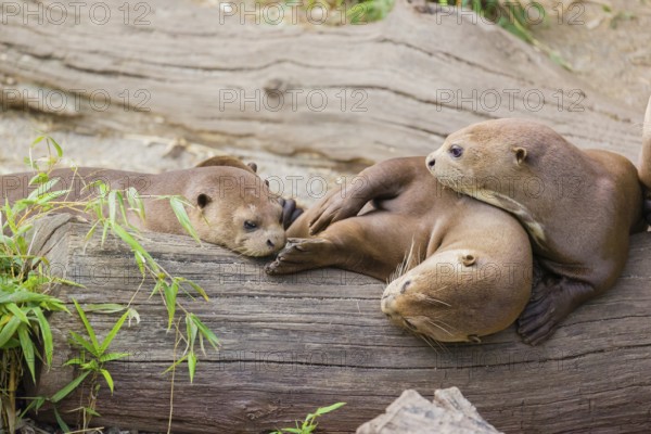 A family of giant otter or giant river otter (Pteronura brasiliensis) rest on a river bank