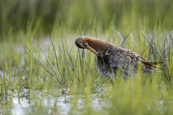Black-tailed godwit (Limosa limosa), preening itself, plumage care, in a wet meadow, backlit, Ochsenmoor, Dümmer, Lemförde, Lower Saxony, Germany, Europe