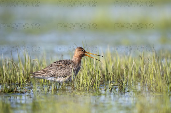 Black-tailed godwit (Limosa limosa), calling, in a wet meadow, Ochsenmoor, Dümmer, Lemförde, Lower Saxony, Germany, Europe