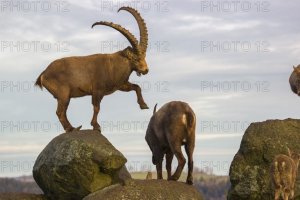 Two ibex (Capra ibex), a male and a female, stand on a rock. The male touches the female gentle with his front foot