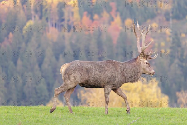 A red deer stag (Cervus elaphus) runs across a meadow in the shadow of the beautiful morning light that hits the autumnal forest in the background