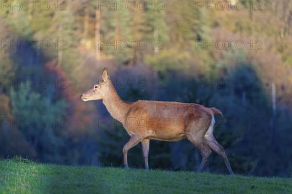 A red deer hind (Cervus elaphus) runs across a meadow on top of a hill in the beautiful morning light