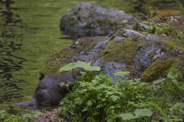 One Eurasian otter (Lutra lutra), walking over a mossy rock. Green water reflections in the background