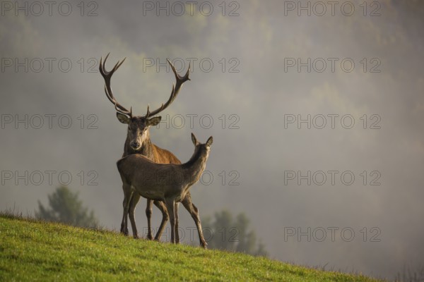A red deer stag (Cervus elaphus) and a hind are standing in a meadow in hilly terrain. A forest with autumn leaves can be seen in the background. Wisps of mist drift over the forest